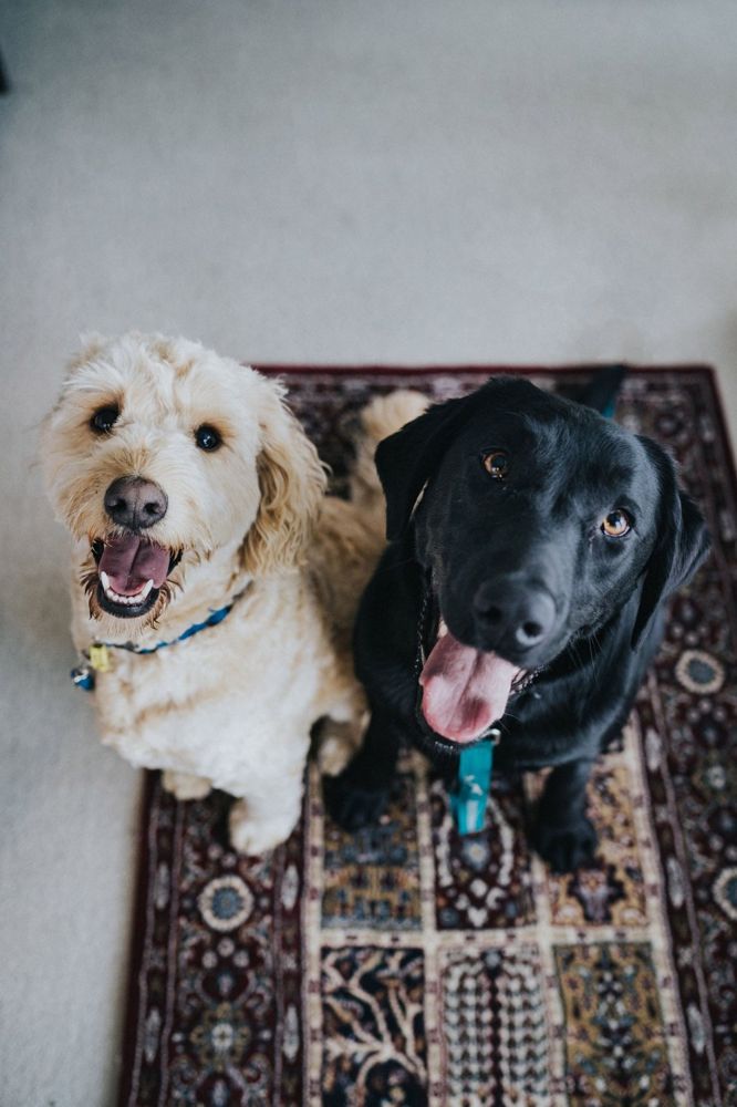 Two happy dogs