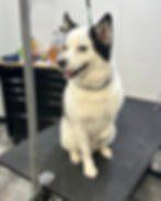 Happy dog at Ruff Luxury Inn