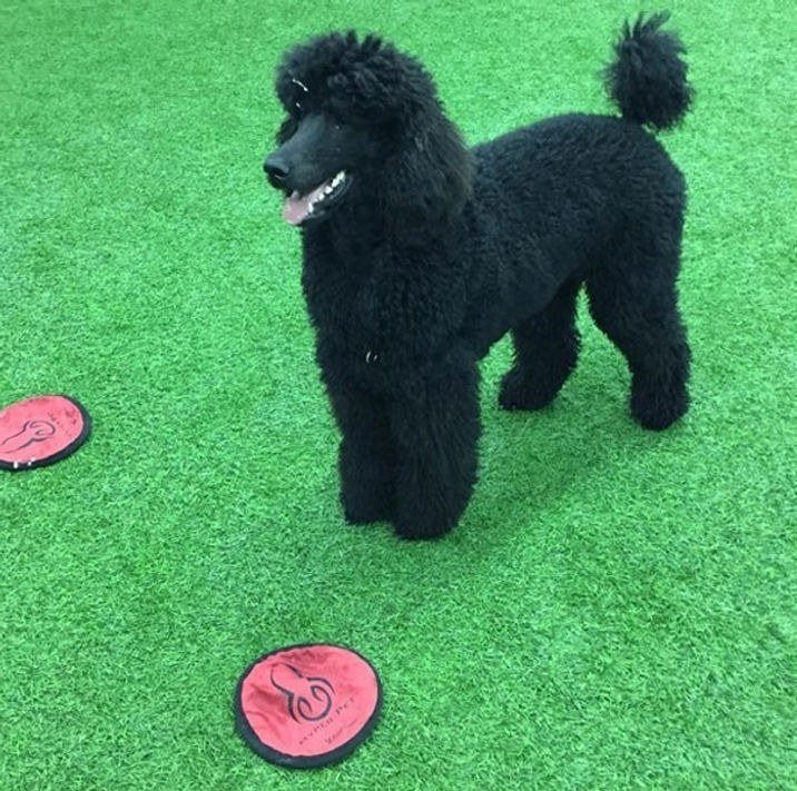 Happy dog at Ruff Luxury Inn