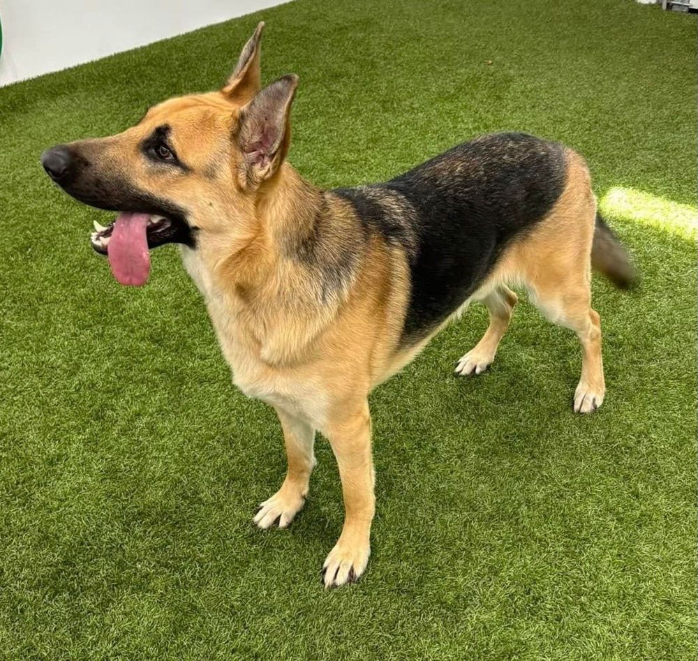 German Shepherd at daycare