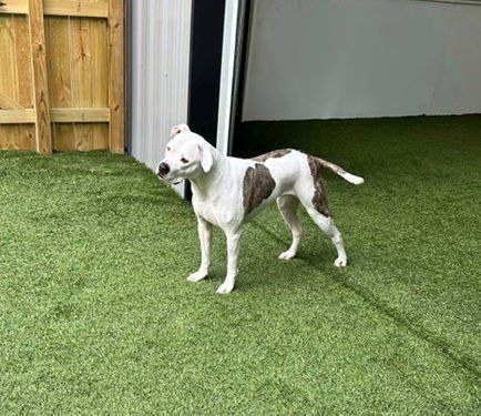 Dog enjoying the yard