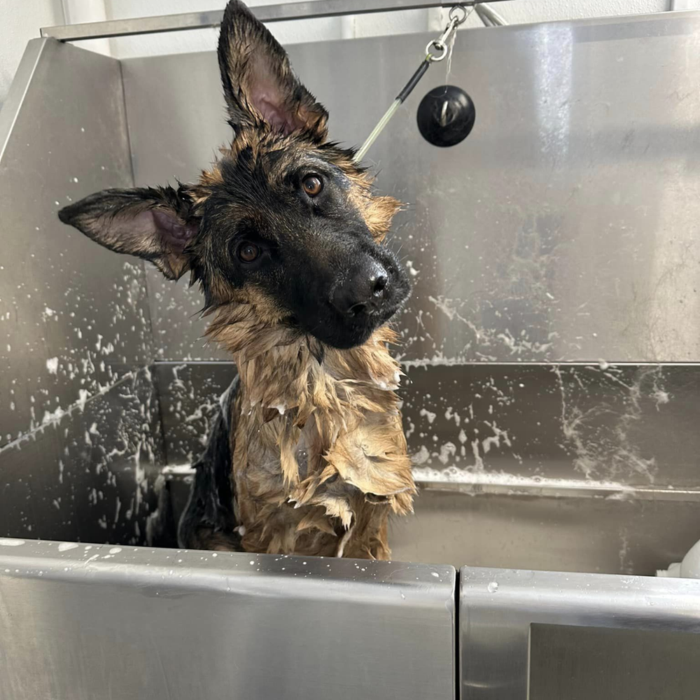 Happy dog at Ruff Luxury Inn