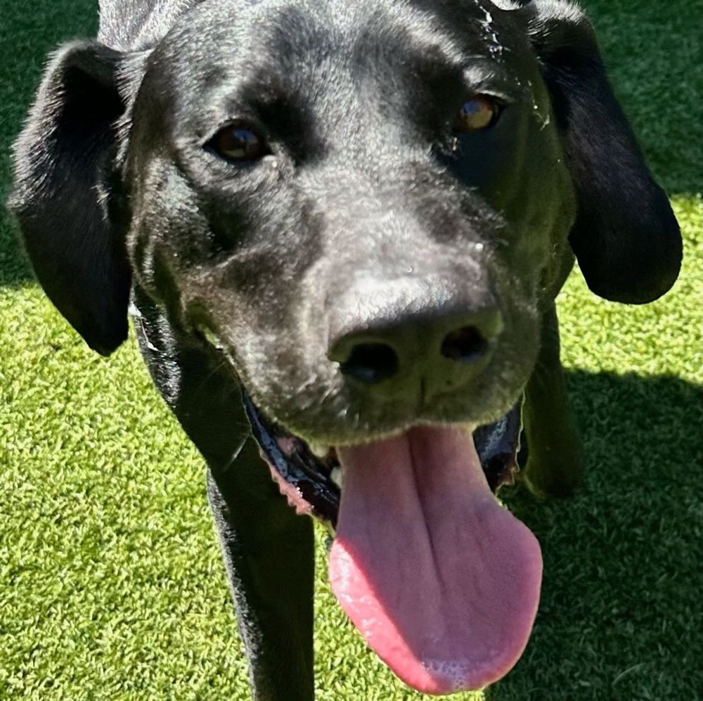 Happy dog playing outside
