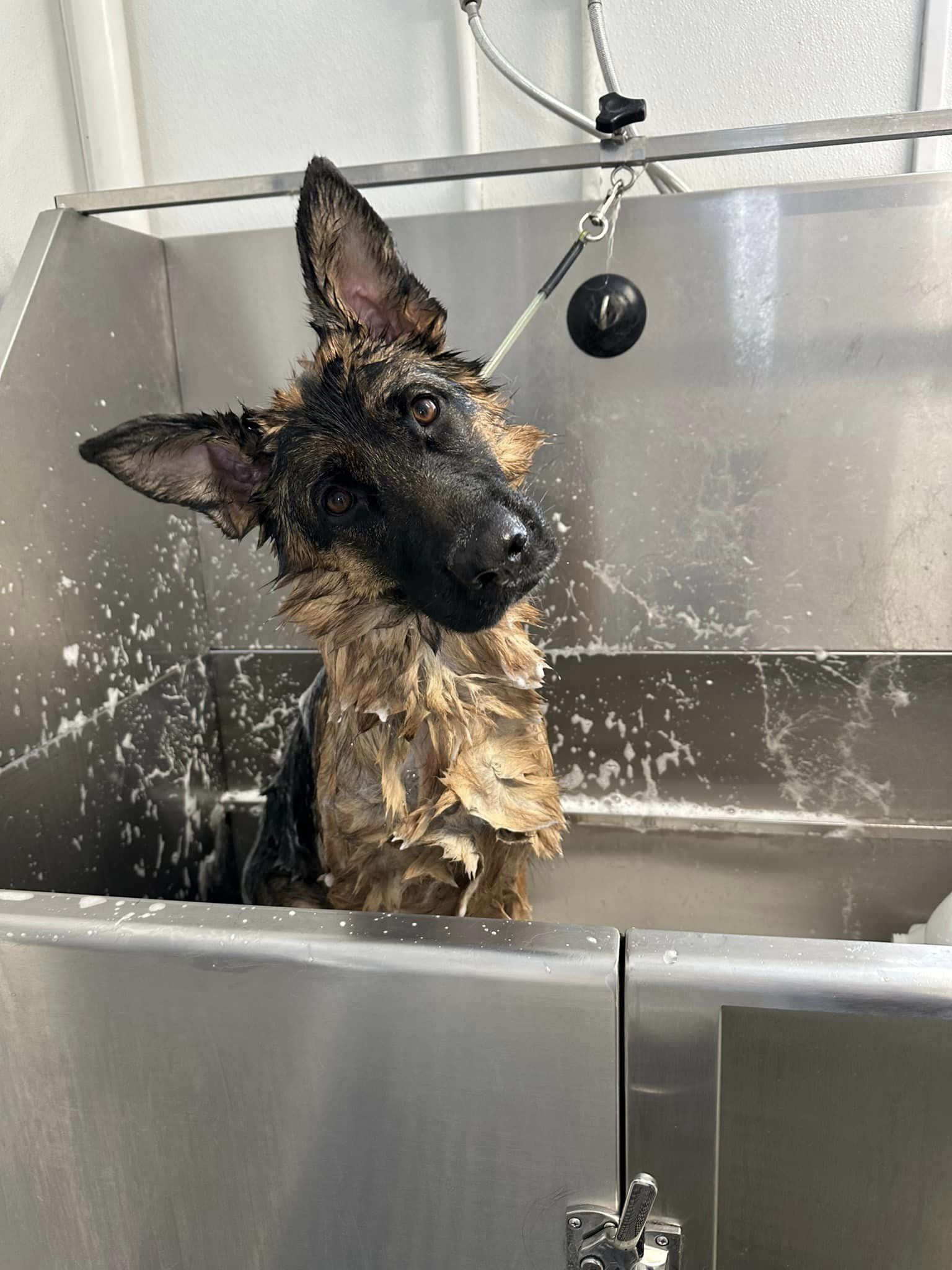 Dog & Puppy Grooming